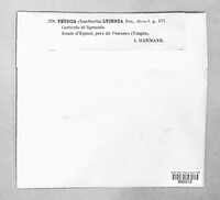 Polycauliona candelaria image